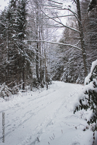 Path in pine woods in winter with snow.  © Billijs