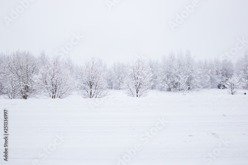 Scenic image of spruces trees. Frosty day, calm wintry scene. Location Russia. Great picture of wild area. Tourism or Christmas concept. © petrrgoskov