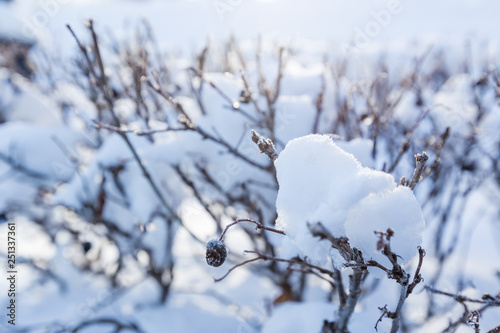 winter background, snow on the branches of a tree in a sunny day © petrrgoskov