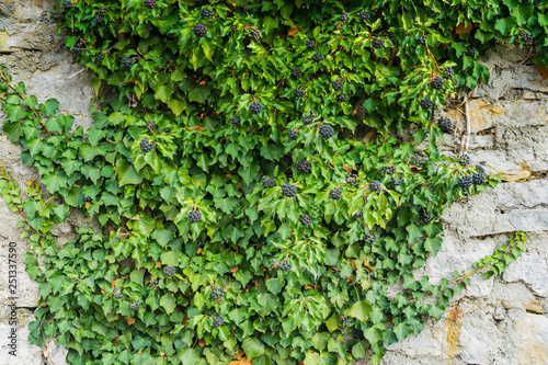 Ivy at an old stone wall © Matthias