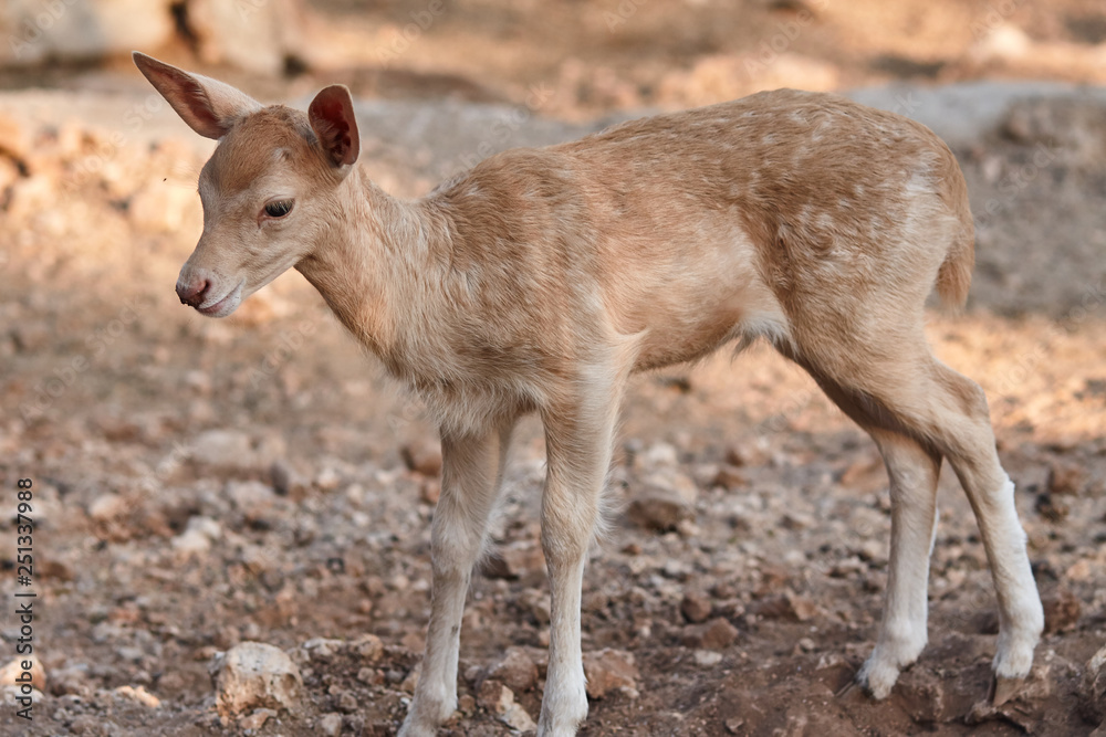 Fototapeta premium fawn walks on a Sunny summer day.