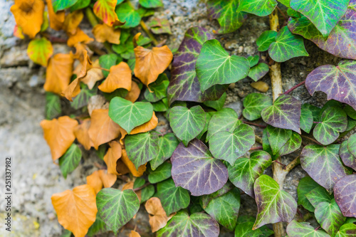 Ivy at an old stone wall