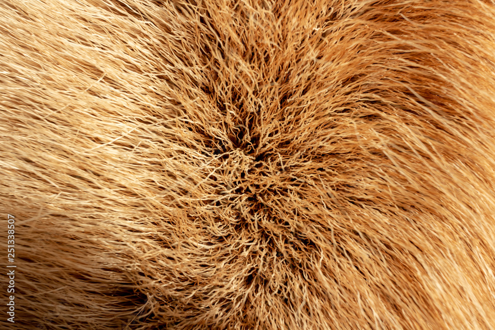 Reindeer fur background texture. Natural material pattern. Reindeer fur background texture. Natural material pattern.