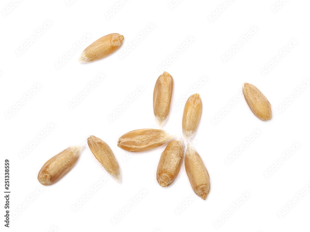 Spelt grain isolated on white background, top view, macro Spelt grain isolated on white background, top view, macro