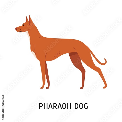 Pharaoh Hound