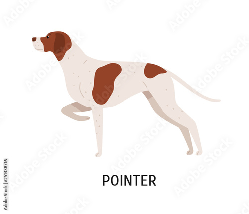 English Pointer