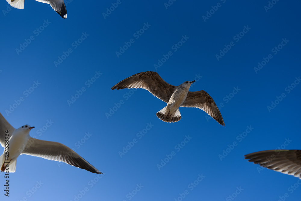 Obraz premium Gulls flying in the blue sky. Gulls flying in the blue sky.