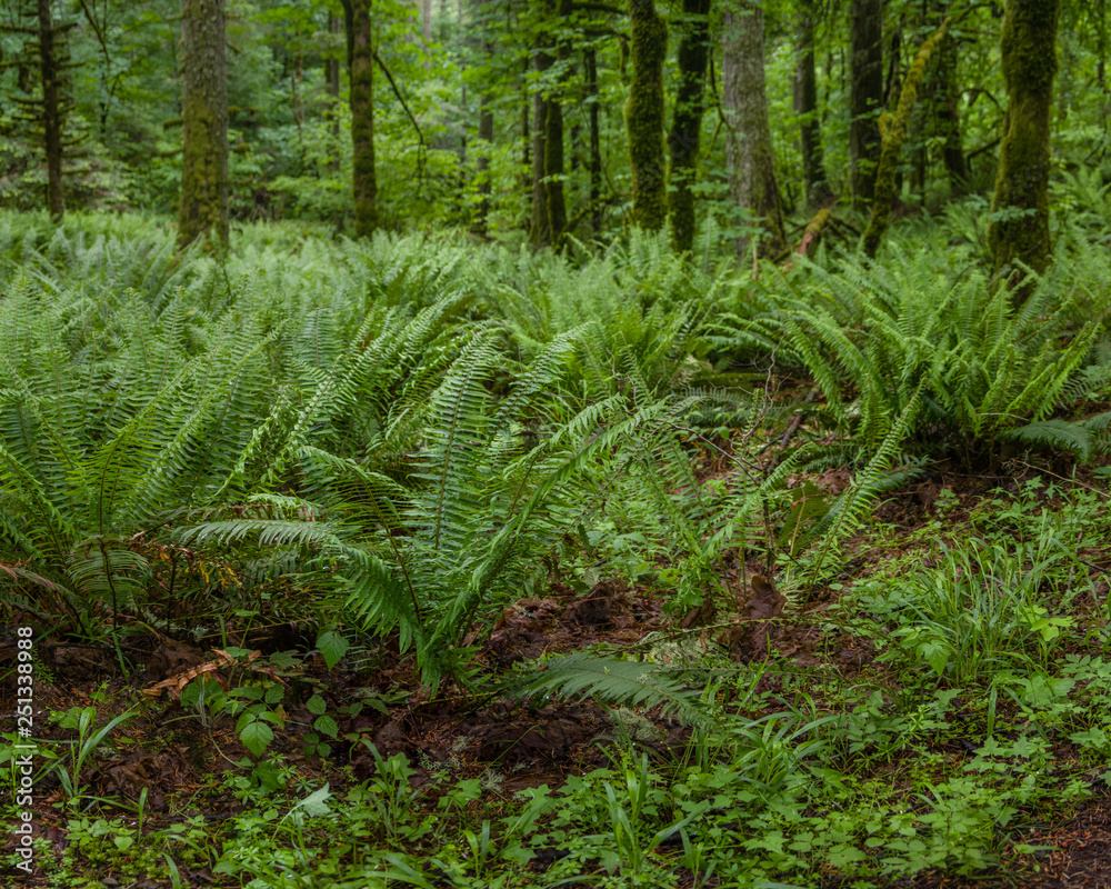 Understory - Sword Ferns (Polystichum munitum) in Pacific Northwest understory covering forest floor. Understory - Sword Ferns (Polystichum munitum) in Pacific Northwest understory covering forest floor.