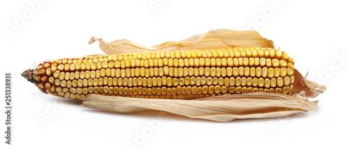 Corn cob with dry, wilted maize leaves, isolated on white background   photo