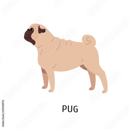 Pug or Dutch mastiff