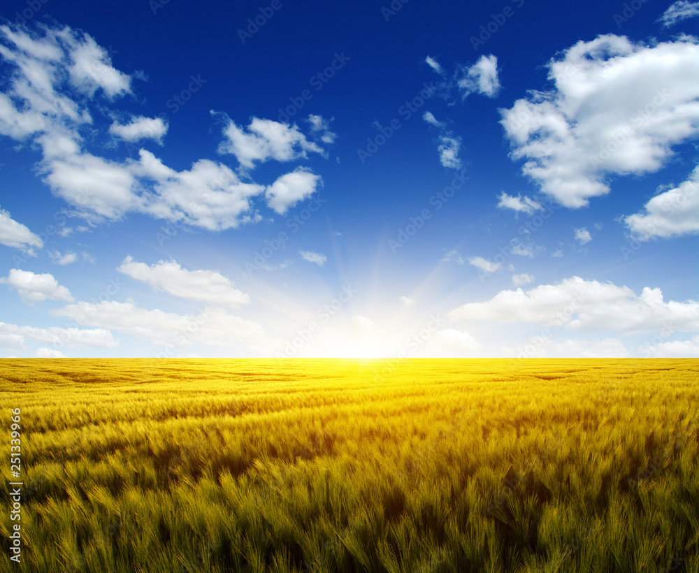 Wheat field and sun