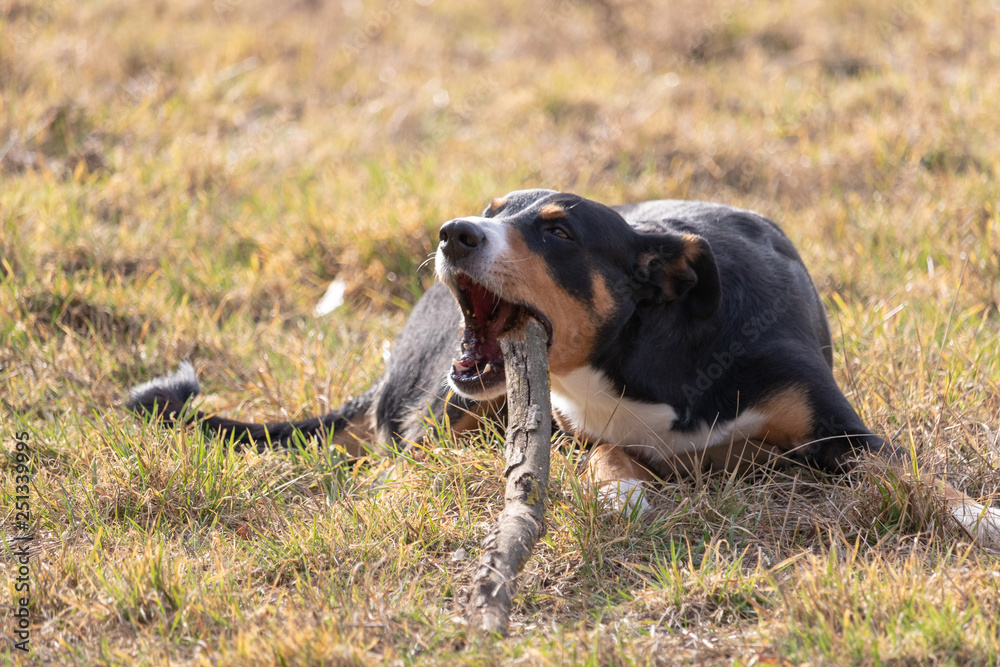 Black and white dog in spring. Appenzeller Mountain Dog. Huge dog chewing on a stick Black and white dog in spring. Appenzeller Mountain Dog. Huge dog chewing on a stick