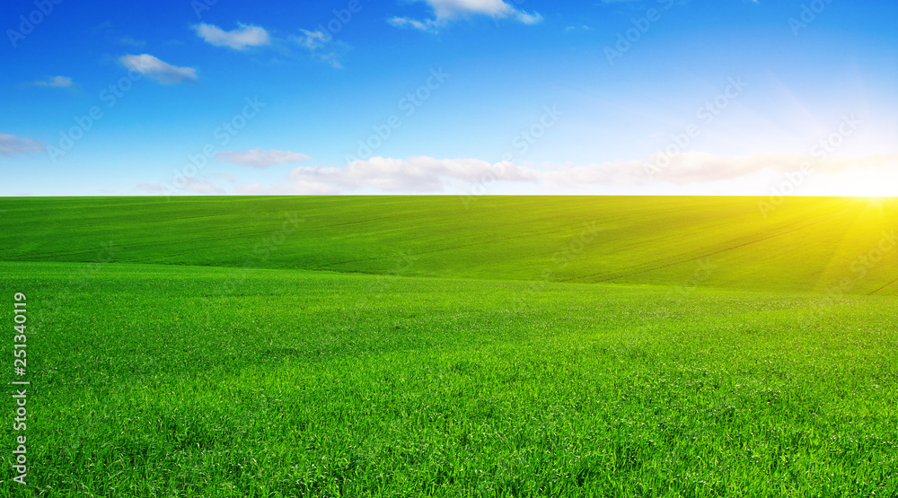 Fototapeta premium Green field and sun.