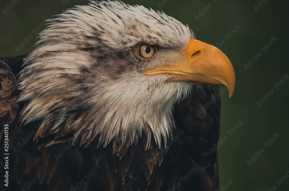 Obraz premium Spectacular portrait of an American eagle perched. Animal