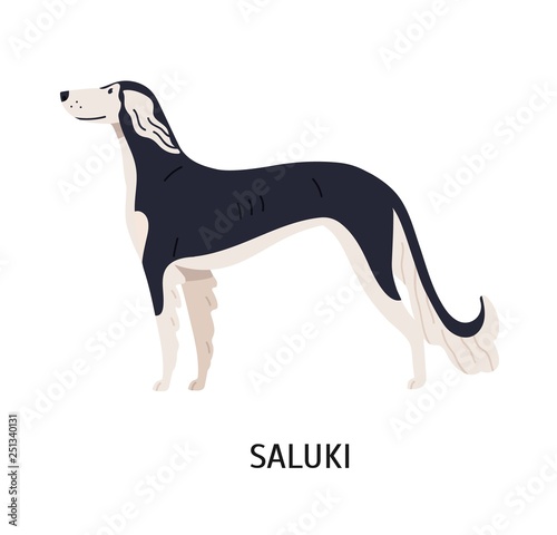 Saluki