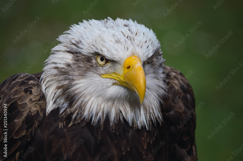 Obraz premium Spectacular portrait of an American eagle perched. Animal