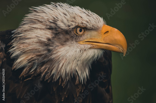  Spectacular portrait of an American eagle perched. Animal