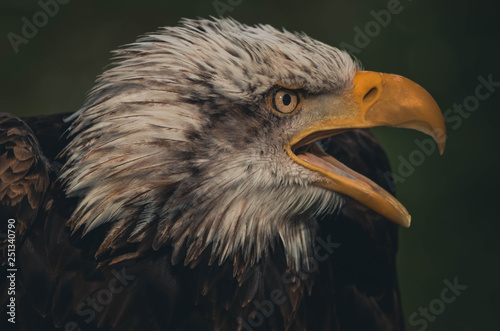  Spectacular portrait of an American eagle perched. Animal