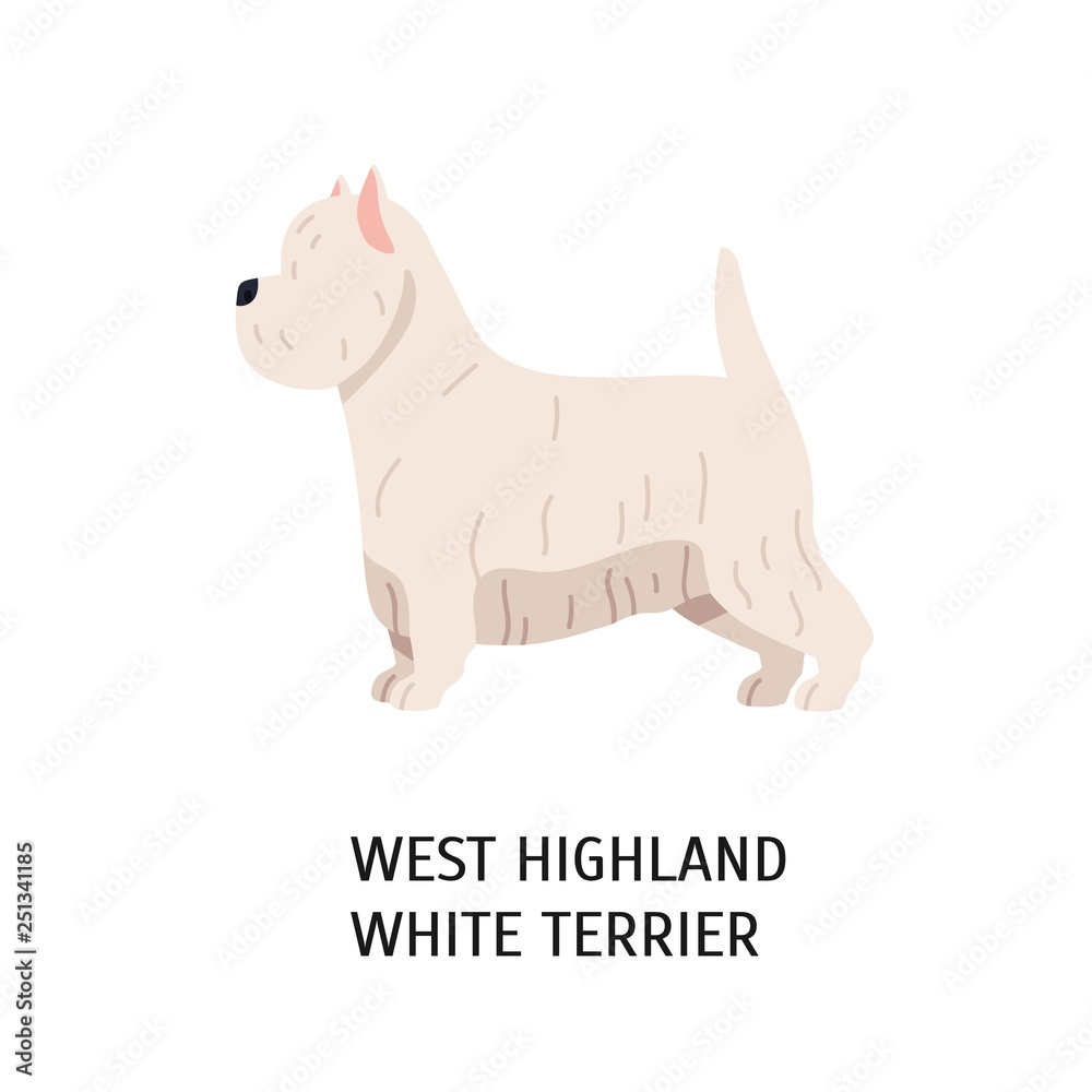 West Highland White Terrier or Westie. Lovely funny dog of working breed isolated on white background. Fluffy adorable purebred domestic animal. Colorful vector illustration in flat cartoon style.