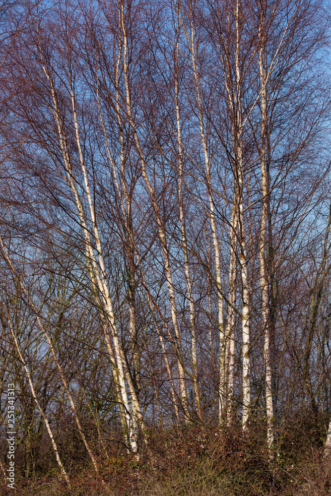 Silver birch Silver birch