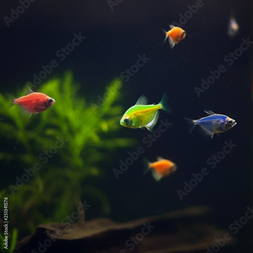Multicolor aquarium fishes