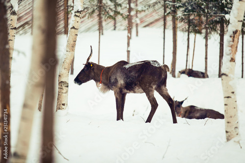 Reindeers in the winter forest