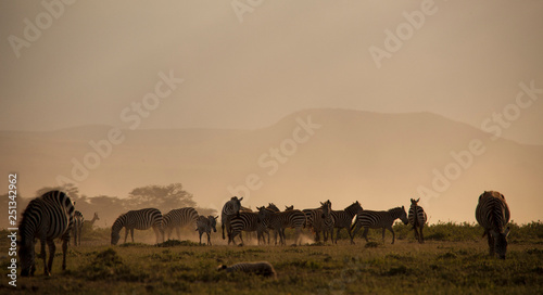 Beautiful sunset with zebras