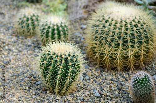 Mini Cactus plant. Selective focus and shallow depth of field.