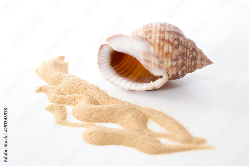 Empty shell of Bonnet snails Semicassis granulata and sand pattern Empty shell of Bonnet snails Semicassis granulata and sand pattern