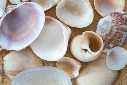 Top view of Sea snail and bunch of empty seashells