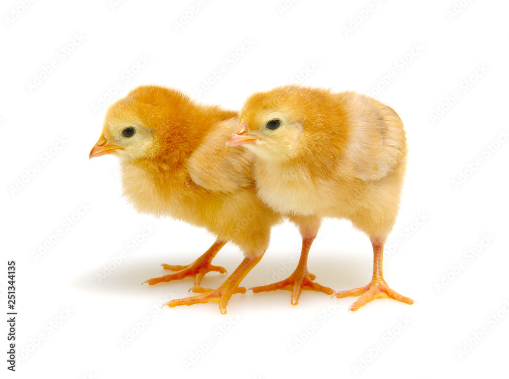 Obraz premium Chicks isolated on white