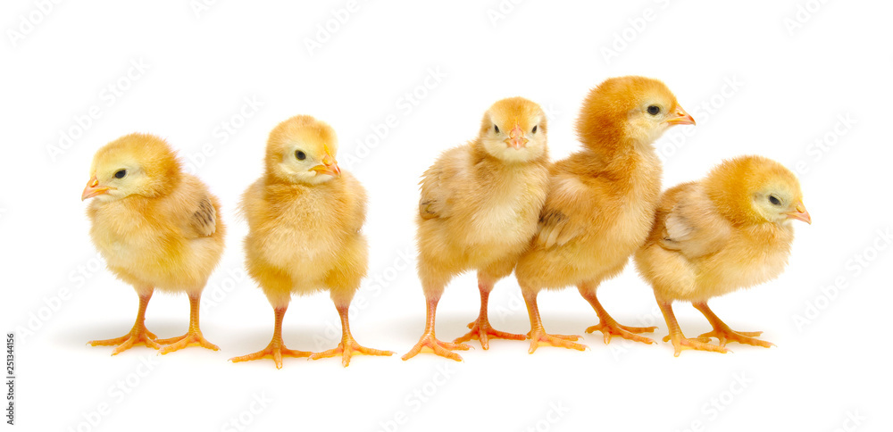 Chicks isolated on white Chicks isolated on white