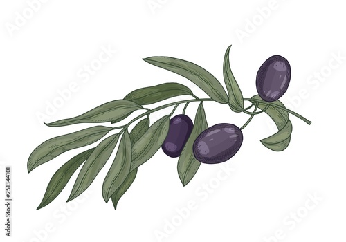 Detailed botanical drawing of olive tree branch with leaves and black fruits or drupes isolated on white background. Colorful realistic hand drawn vector illustration in elegant vintage style.