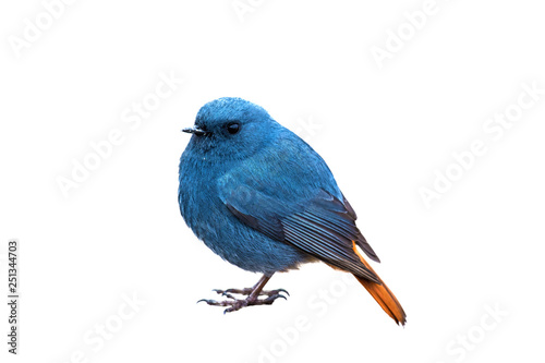 Plumbeous water redstart isolated on white background