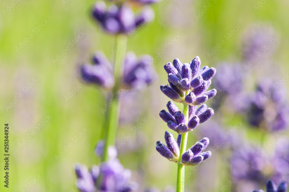 Lavender angustifolia, lavandula blossom in herb garden in morning sunlight Lavender angustifolia, lavandula blossom in herb garden in morning sunlight