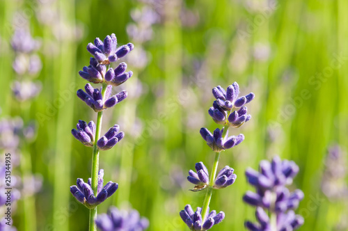 Lavender angustifolia  lavandula blossom in herb garden in morning sunlight