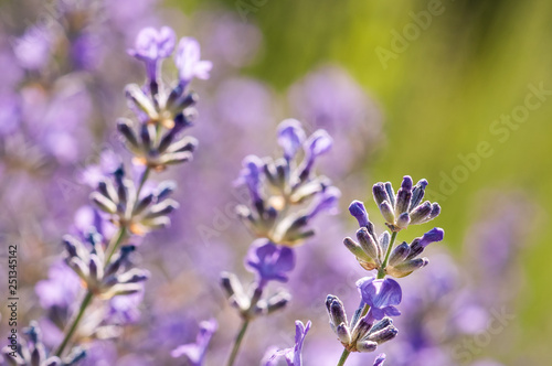 Lavender angustifolia  lavandula blossom in herb garden in morning sunlight