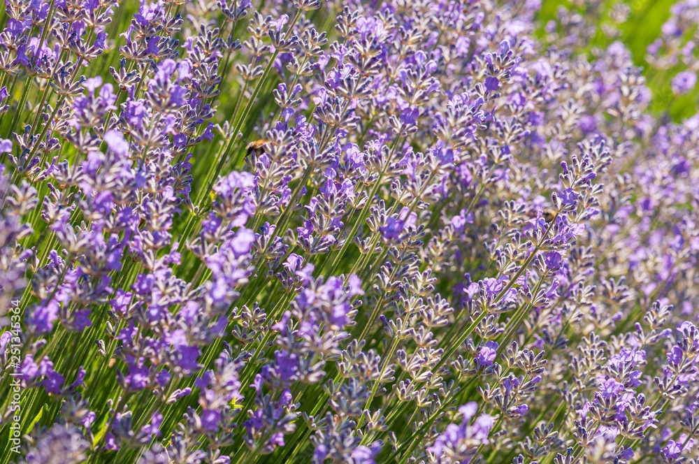 Fototapeta premium Lavender angustifolia, lavandula blossom in herb garden in morning sunlight
