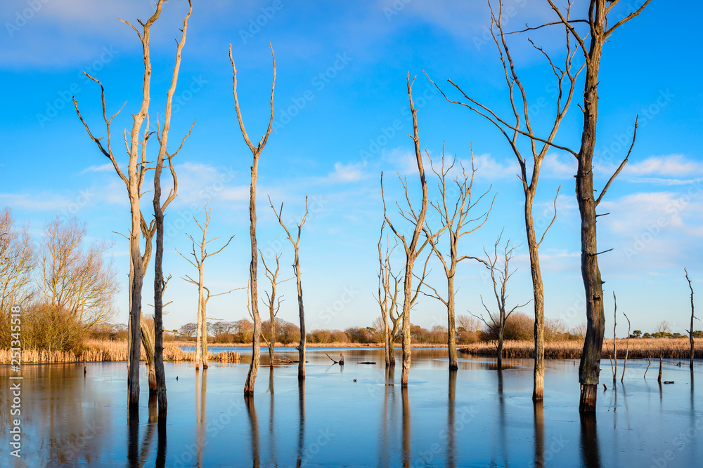 Dead Woodland in Arcot Pond, near Cramlington in Northumberland which is a Site of Special Scientific Interest, SSSI, and is relatively new arising from upwelling water in the 1960's Dead Woodland in Arcot Pond, near Cramlington in Northumberland which is a Site of Special Scientific Interest, SSSI, and is relatively new arising from upwelling water in the 1960's