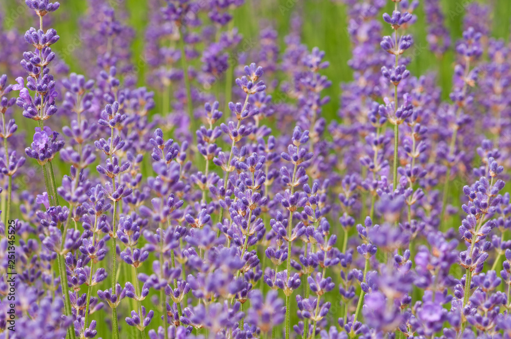 Lavender angustifolia, lavandula blossom in herb garden in morning sunlight Lavender angustifolia, lavandula blossom in herb garden in morning sunlight
