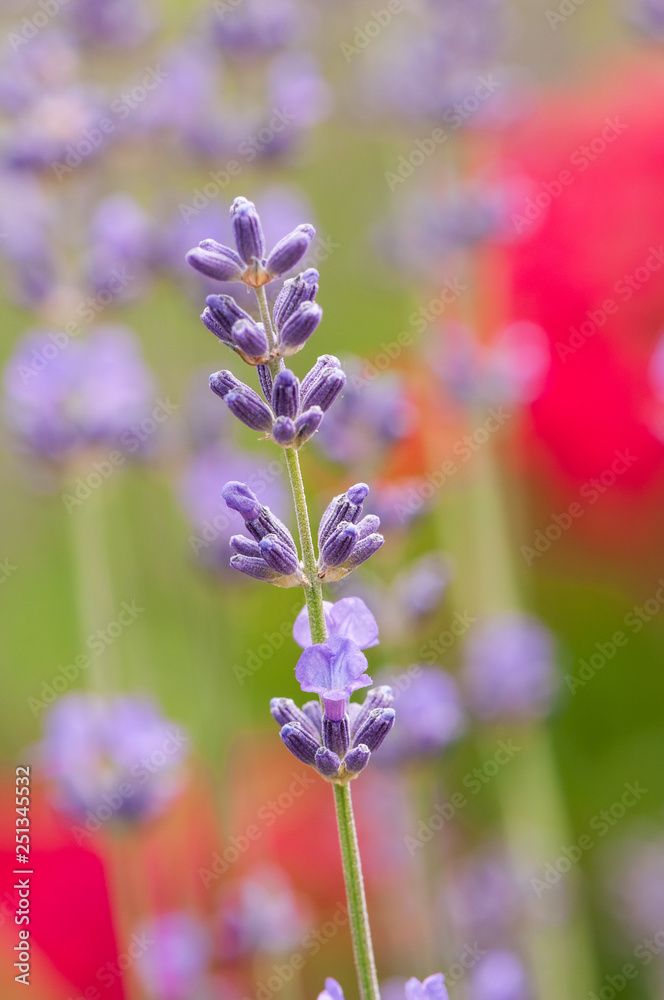 Obraz premium Lavender angustifolia, lavandula blossom in herb garden