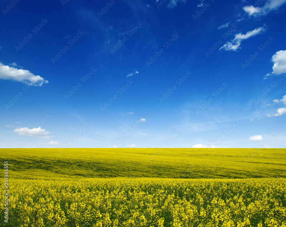 Obraz premium golden field of flowering rapeseed