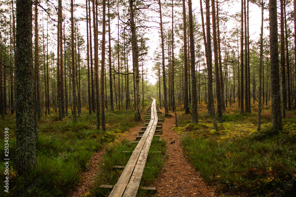 path in forest path in forest