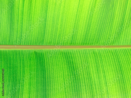 Green leaves background. Leaf texture