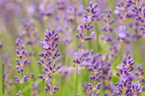 Lavender angustifolia, lavandula blossom in herb garden in morning sunlight
