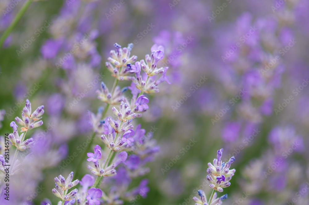 Fototapeta premium Lavender angustifolia, lavandula blossom in herb garden in morning sunlight