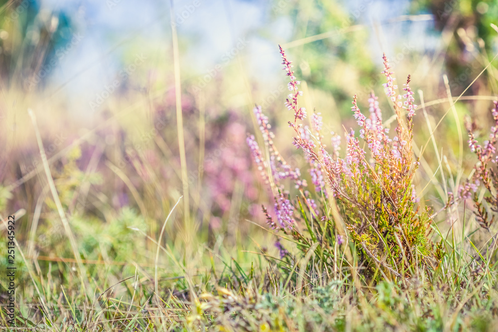 Summer meadow, green grass field with Common heather (Calluna vulgaris, ling) wildflower