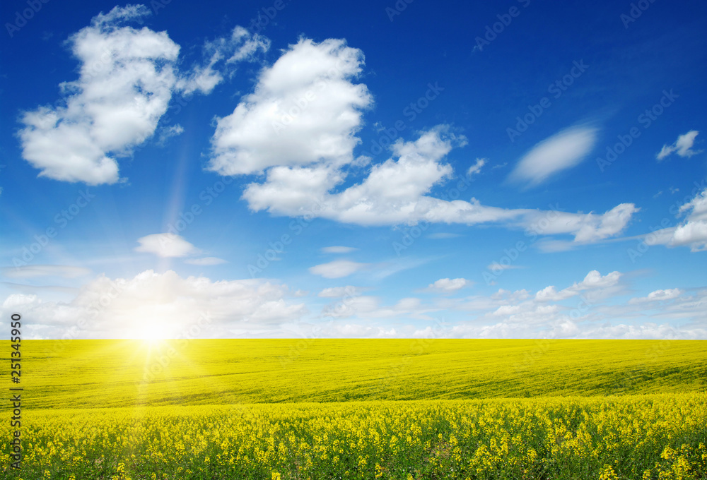 golden field of flowering rapeseed golden field of flowering rapeseed