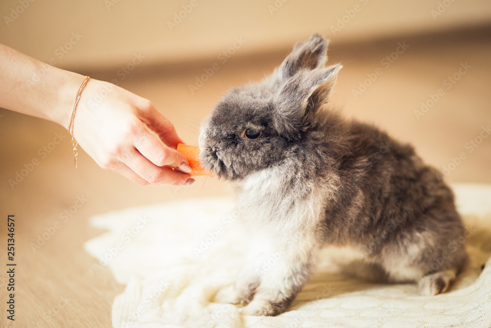 Naklejka premium Smoky fluffy rabbit eating the carrot