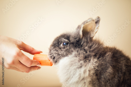 Smoky (grey) rabbiteating the carrot